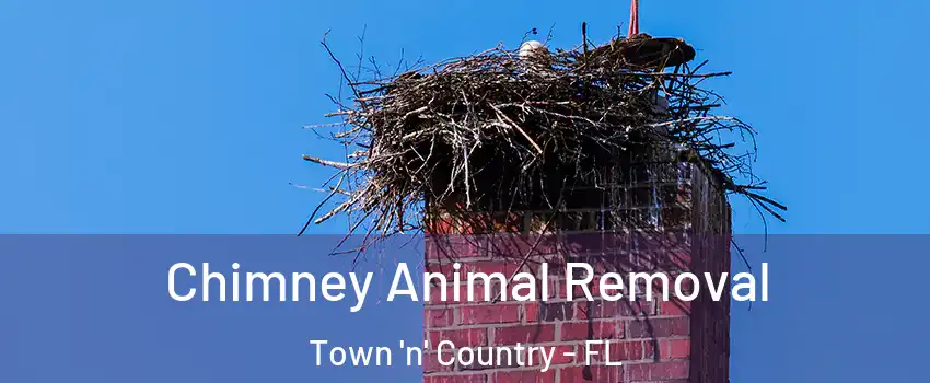  Chimney Animal Removal Town 'n' Country - FL