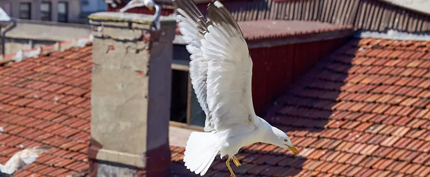 Residential Chimney Animal Removal Solution in Town 'n' Country, FL