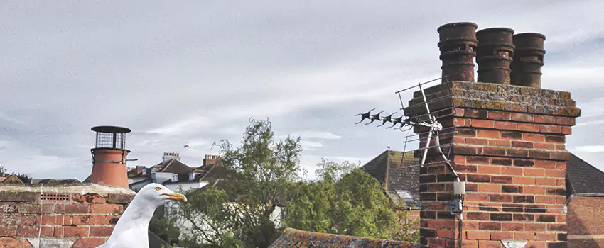 Chimney Cleaning And Restoration in Town 'n' Country, Florida